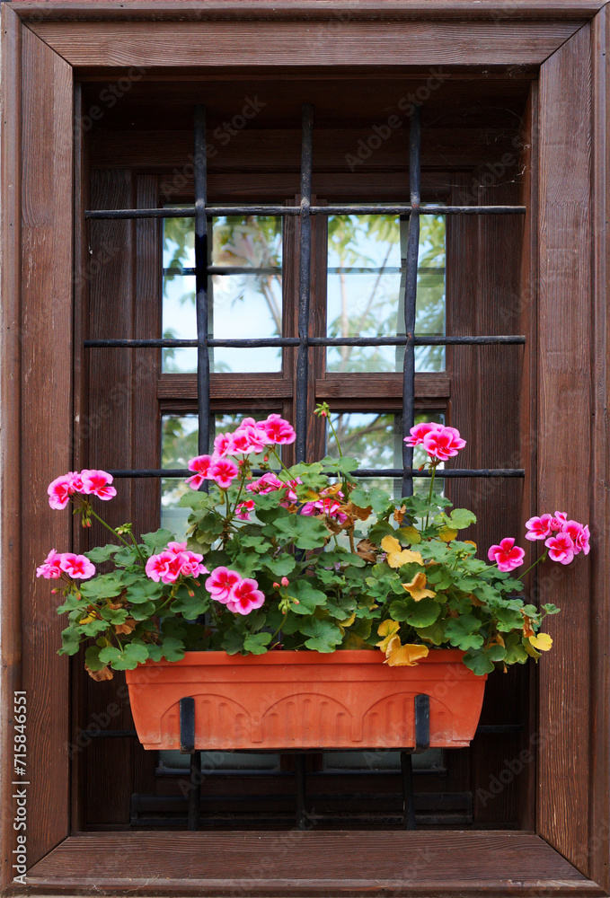 blooming pink pelargonium in a flower pot on the window outside