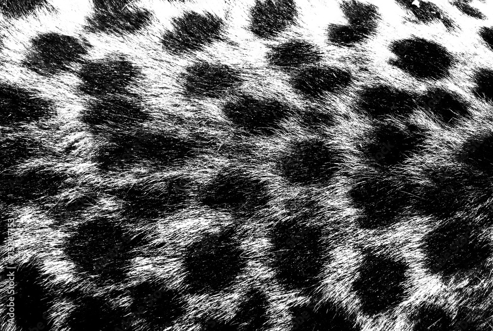 Transparent cheetah skin texture for background Transparent cheetah skin texture for background