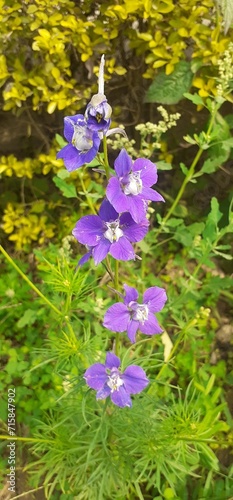 Delphinium Trolliifolium Flowers on Green Leaves Background photo