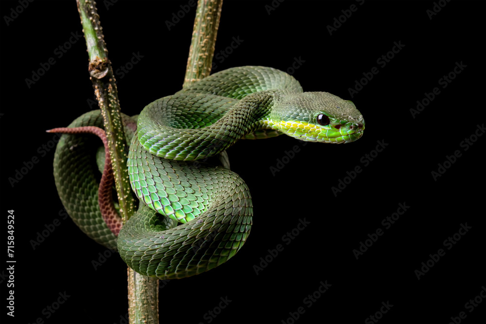 Fototapeta premium Baby green viper snake, White-lipped green viper Trimeresurus albolabris