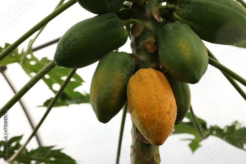 Fototapeta Naklejka Na Ścianę i Meble -  Papaya fruits growing on tree in greenhouse, low angle view
