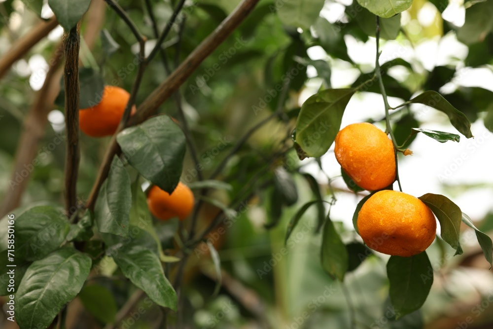 Tangerine tree with ripe fruits in greenhouse