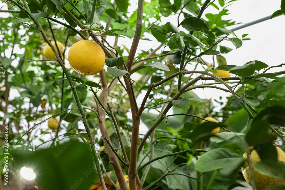Lemon tree with ripe fruits in greenhouse Lemon tree with ripe fruits in greenhouse