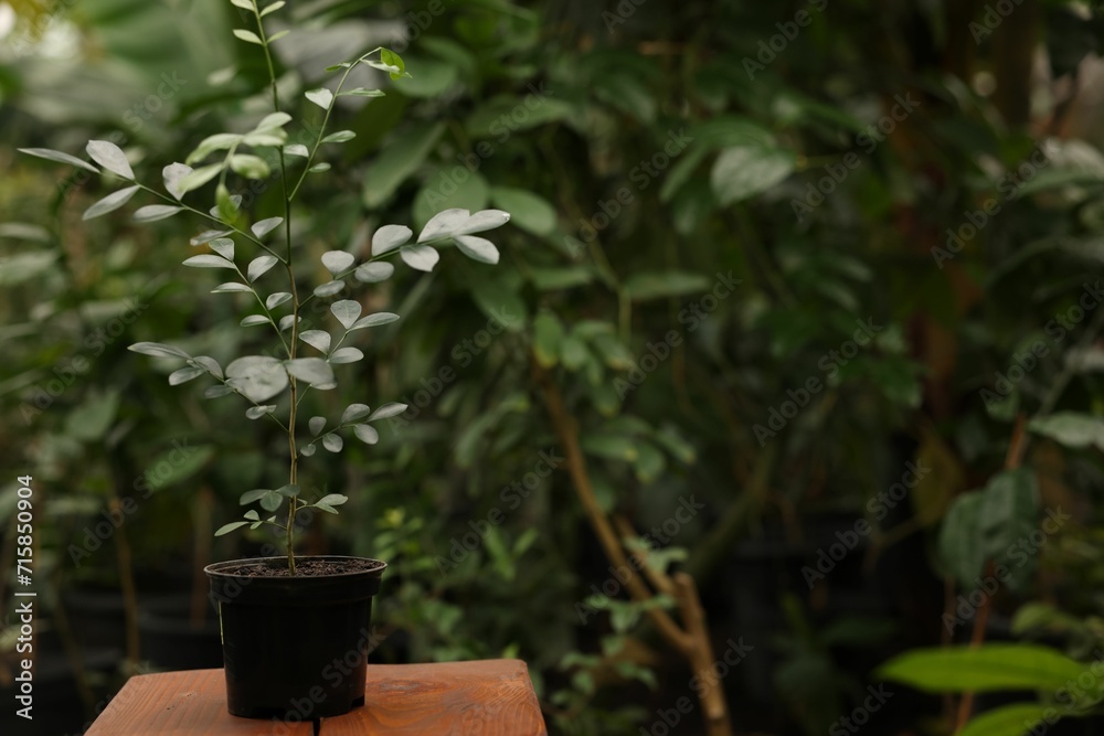 Beautiful potted murraya plant growing in greenhouse, space for text