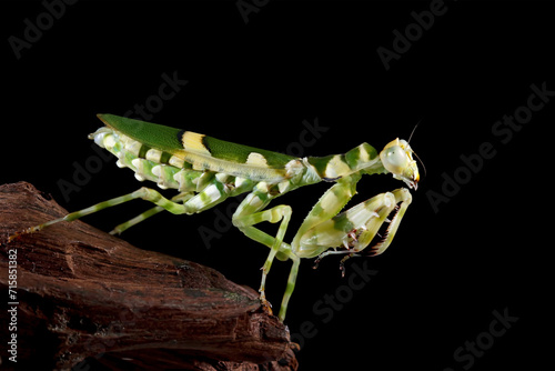 Banded flower mantis on wood with black background, ribbon flower grasshopper