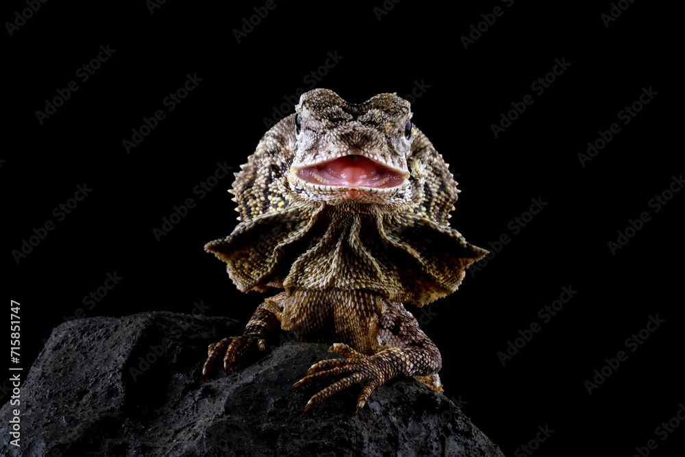 Frilled lizard isolated on black background, Chlamydosaurus kingii Frilled lizard isolated on black background, Chlamydosaurus kingii