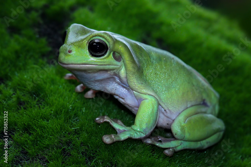 Beautiful tree frog on a grass, dumpy frog, animal closeup