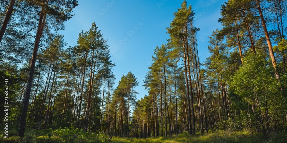 serene and minimalistic forest with tall trees
