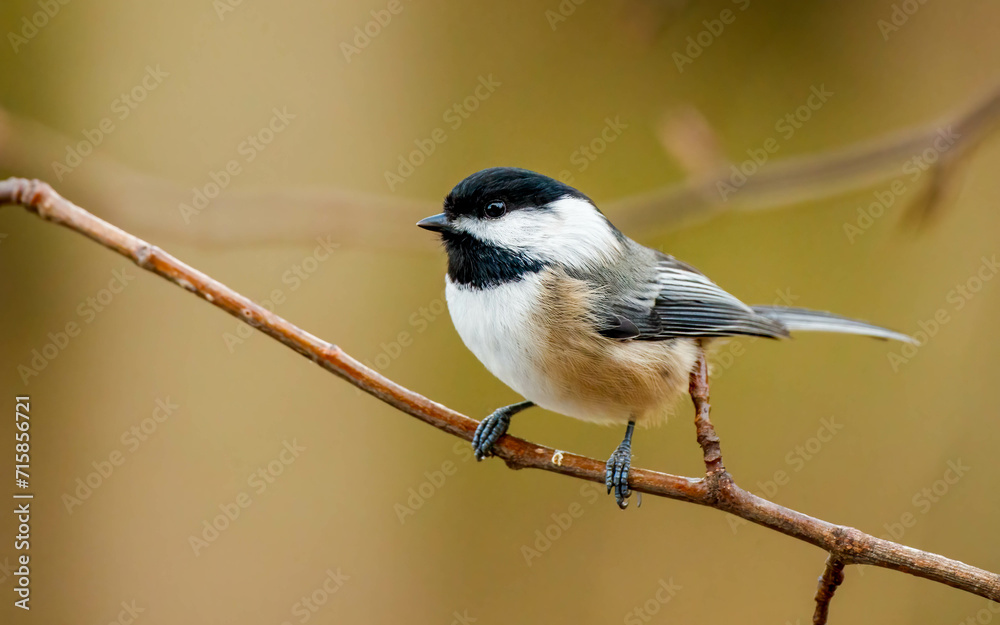 black capped chickadee on branch black capped chickadee on branch