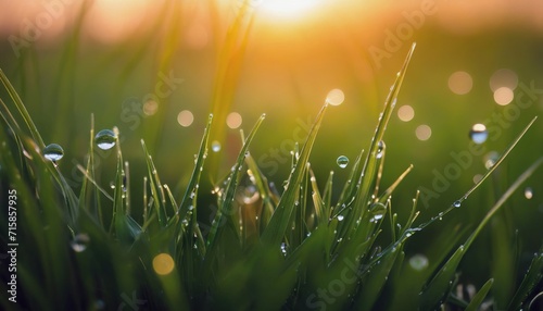 morning dew on the grass, sunrise, dew drops on the grass macro photography