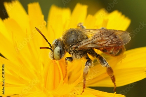 Closeup on a European blue-eyed cleptoparasite solitary bee, Epeoloides coecutiens on a yellow flower © Henk
