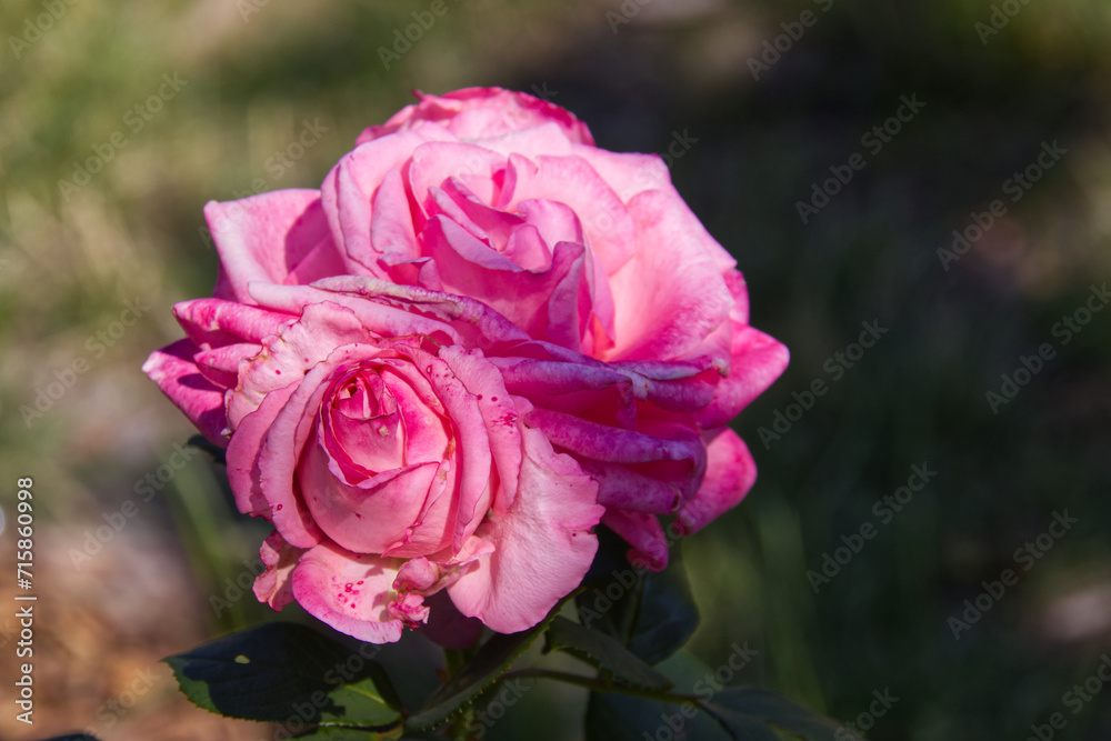 Pink Roses blooming in the Summer Sun Pink Roses blooming in the Summer Sun