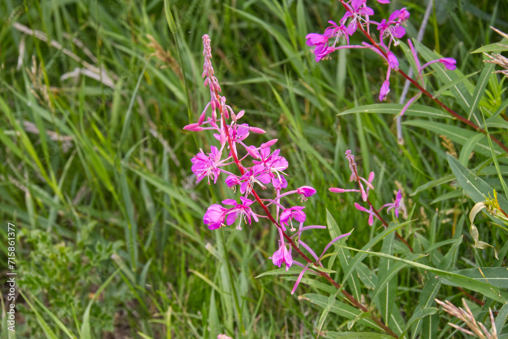 Fireweed flowering in the Summer Fireweed flowering in the Summer
