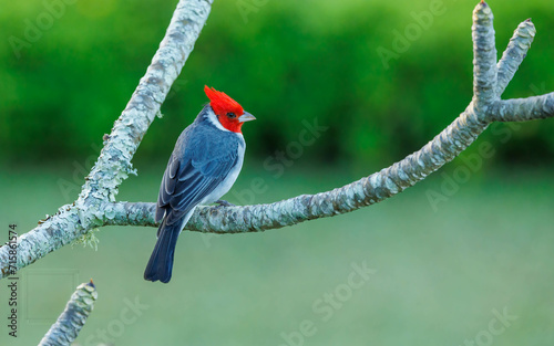 Red-crested cardinal perched in Hawaii photo