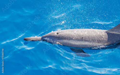 common dolphin in blue ocean