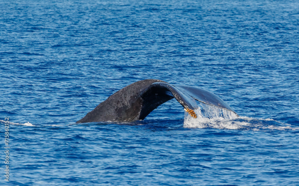 Fototapeta premium Humpback whale in ocean in Hawaii 