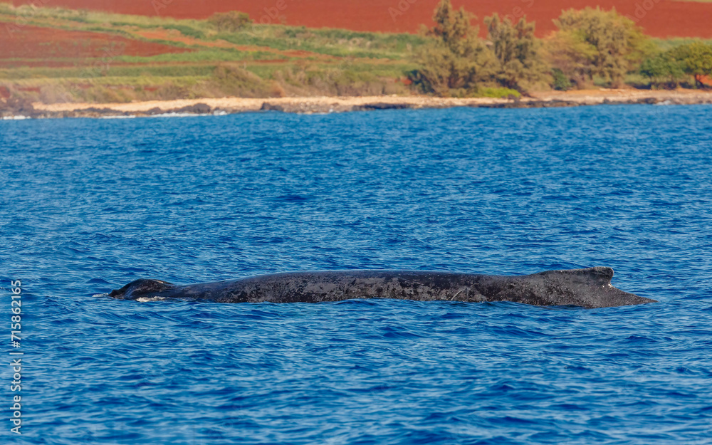 Obraz premium Humpback whale in ocean in Hawaii