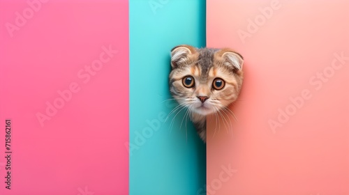 Creative animal concept. Scottish fold cat kitten peeking over pastel bright background. advertisement, banner, card. copy text space. birthday party invite invitation photo