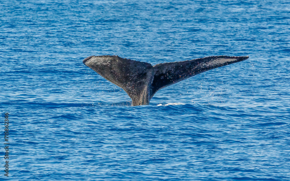Fototapeta premium Humpback whale in ocean in Hawaii 