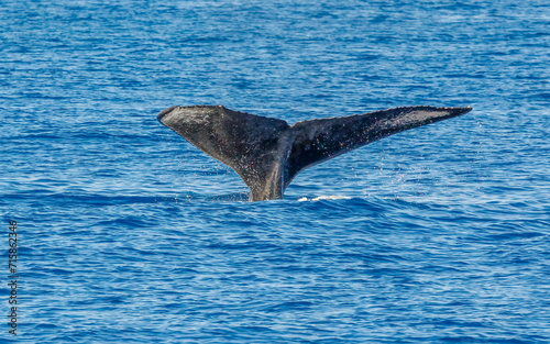 Humpback whale in ocean in Hawaii 