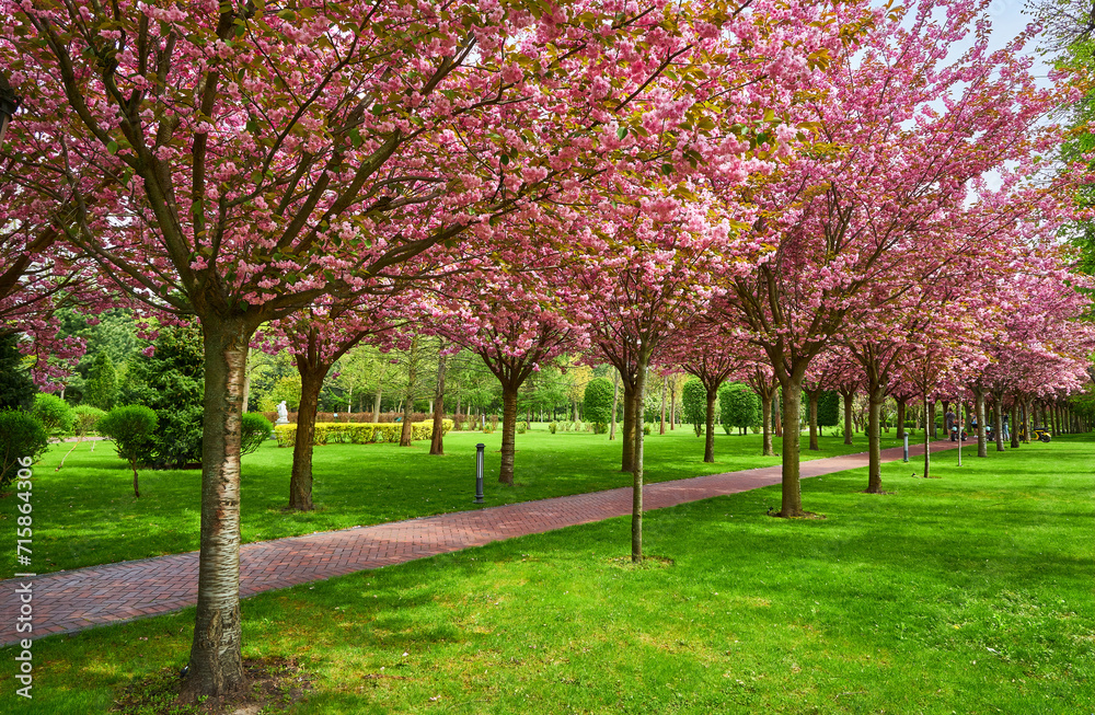 Sakura Cherry blossoming alley. Wonderful scenic park with rows of blooming cherry sakura trees and green lawn in spring.