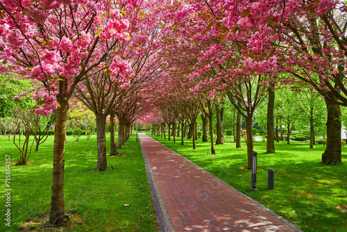 Sakura Cherry blossoming alley. Wonderful scenic park with rows of blooming cherry sakura trees and green lawn in spring. © Ryzhkov Oleksandr