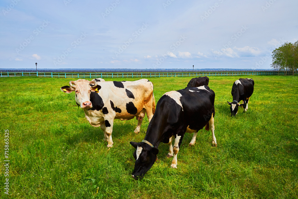 A large group of cows peacefully grazing in a verdant grassy meadow A large group of cows peacefully grazing in a verdant grassy meadow