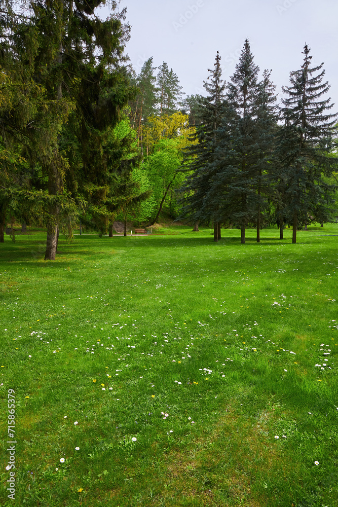 Obraz premium Backyard lawn landscaping. Greenery mowed lawn, shrub, colorful bush and trees.
