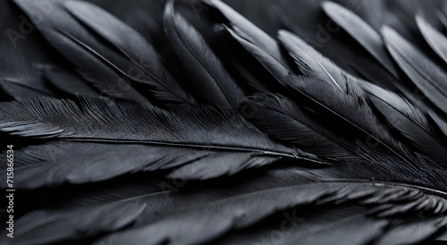"Black Feather Background: Up Close and Personal"