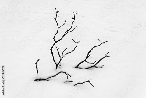 Black and white minimalistic photography: branch in the snow