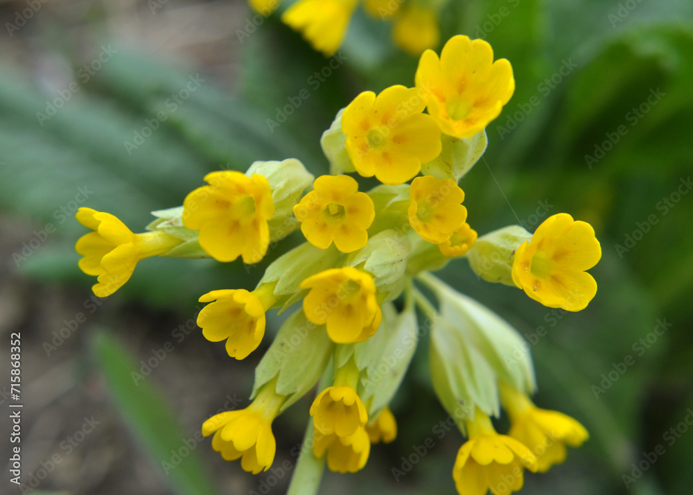 In spring, primrose (Primula veris) blooms in nature In spring, primrose (Primula veris) blooms in nature