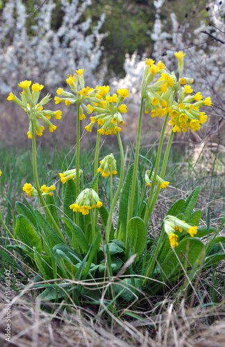 In spring, primrose (Primula veris) blooms in nature