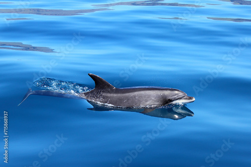 Delfín mular nadando en la superficie