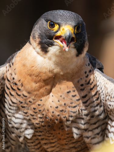 HALCON PEREGRINO FALCO PEREGRINUS
