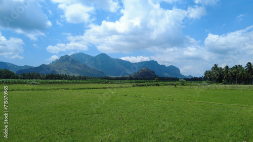 Rice farming in Tamil Nadu, agricultural lands and western ghats mountain range 