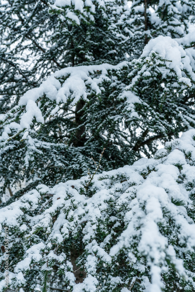 Christmas tree branches in the snow with Christmas tree lights. Snowy winter natural background. Christmas tree branches in the snow with Christmas tree lights. Snowy winter natural background.
