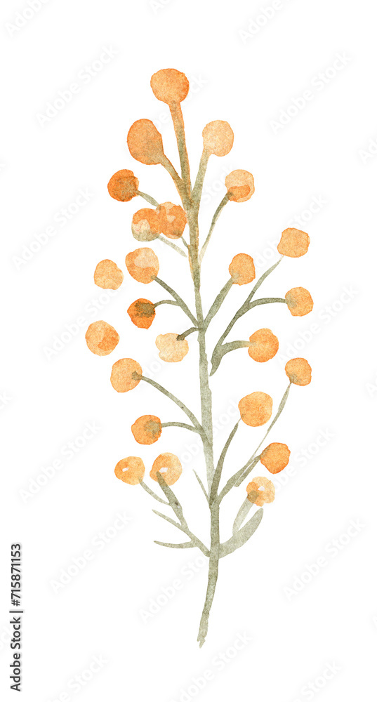 Watercolor mimosa branch illustration isolated on white
