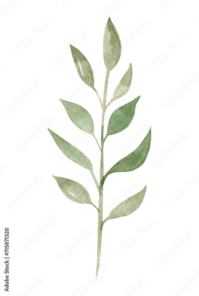 Watercolor green branch illustration isolated on white