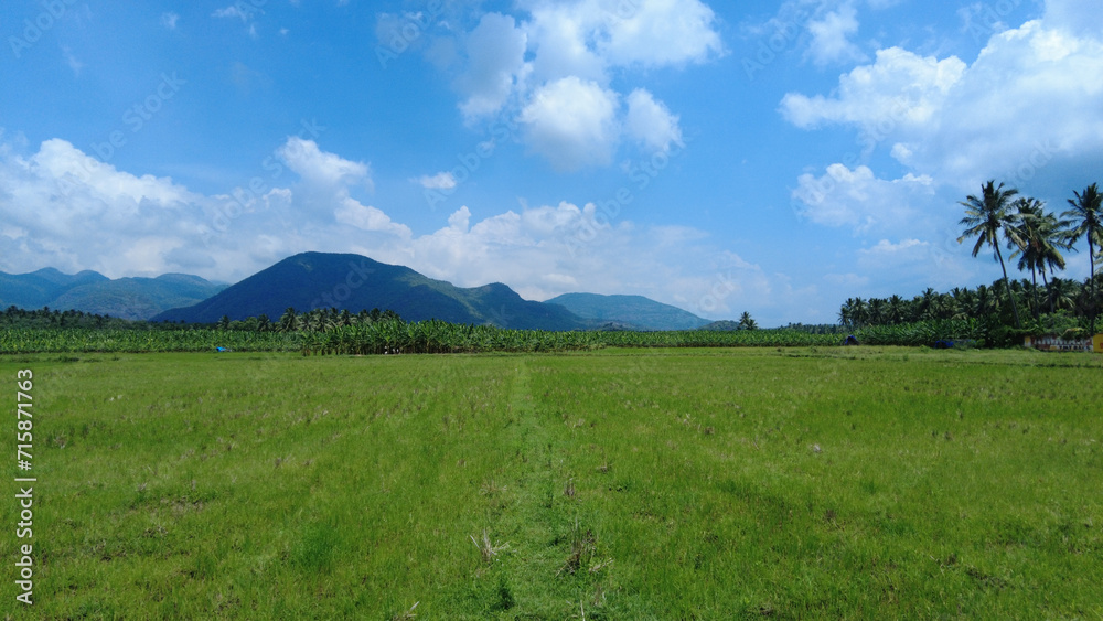 Rice farming in Tamil Nadu, agricultural lands and western ghats mountain range Rice farming in Tamil Nadu, agricultural lands and western ghats mountain range