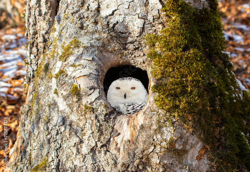 A Bubo scandiacus bird watching from a hollow in a tree photo