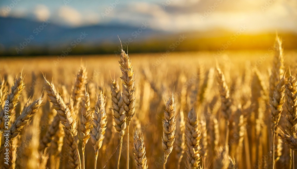 Fototapeta premium belo campo de trigo, céu ensolarado, de ouro