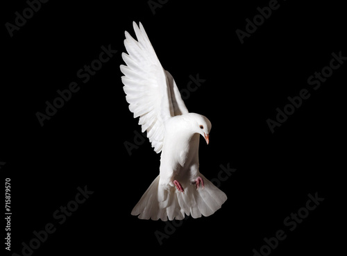 white dove in flight isolated on black