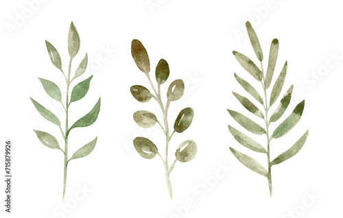 Watercolor green branches set illustration isolated on white