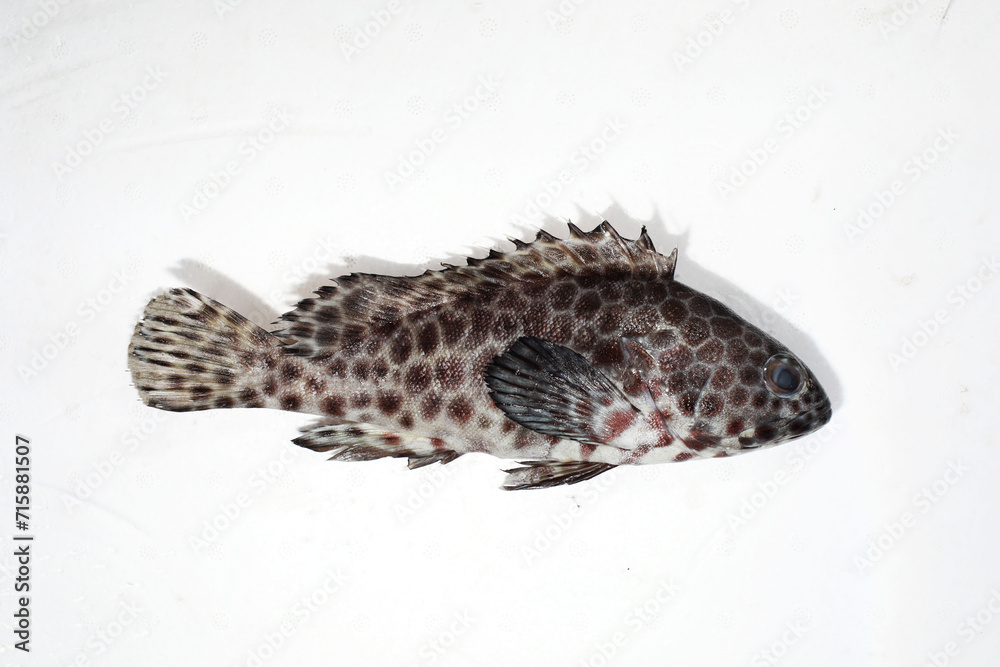 Obraz premium longfin grouper or rockcod (Epinephelus quoyanus) fresh fish and seafood in the market