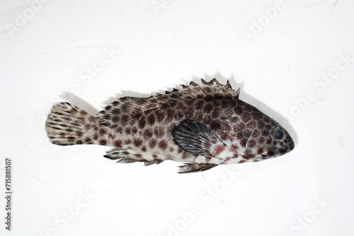 longfin grouper or rockcod (Epinephelus quoyanus) fresh fish and seafood in the market