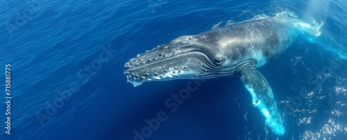 World Marine Mammal Day (Whale Day), World Wildlife Day. Majestic humpback whale breaching, splashing blue waves