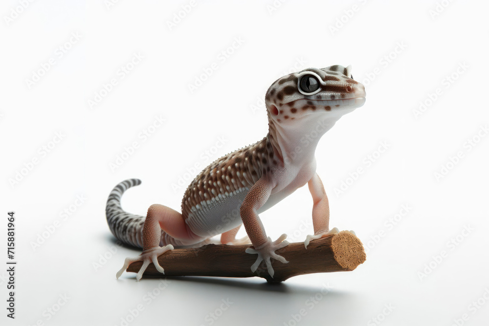 Obraz premium Gecko lizard isolated on solid white background. ai generative