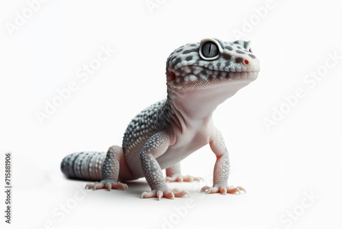 Gecko lizard isolated on solid white background. ai generative