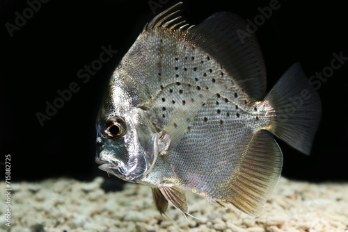 Spotted Sicklefish (Drepane punctata) edible sea fish from Indo pacific region photo