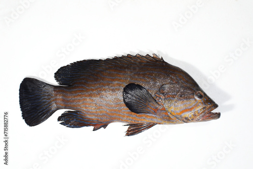 Bluelined grouper or Rockcod (Cephalopholis formosa) photo